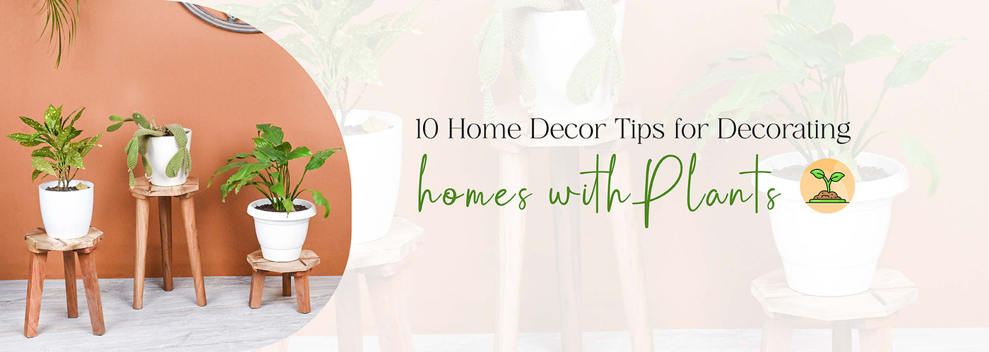 10 Home Decor Tips for Decorating Homes with Plants
