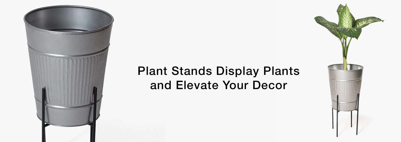 7 Low-Maintenance Houseplants Perfect for Decorating Casa Decor’s Plant Stands